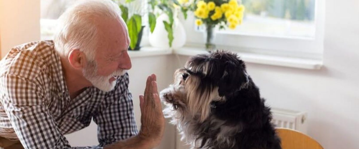 Quais as Melhores Raças de Cachorro Para Fazer Companhia Para Idosos?