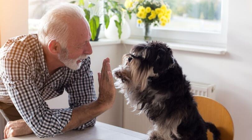 raças de cachorro para idosos