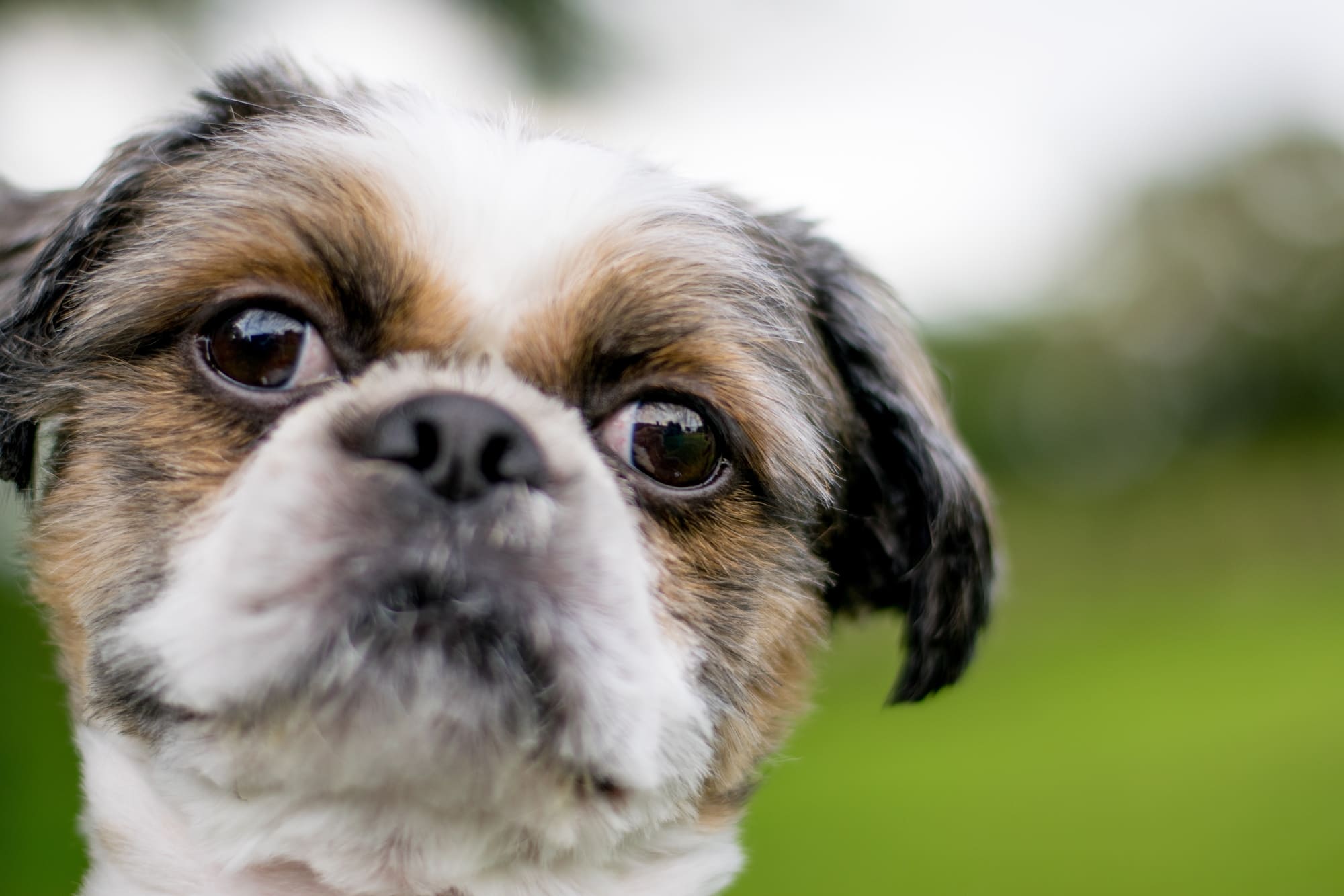 shih tzu cães para idosos